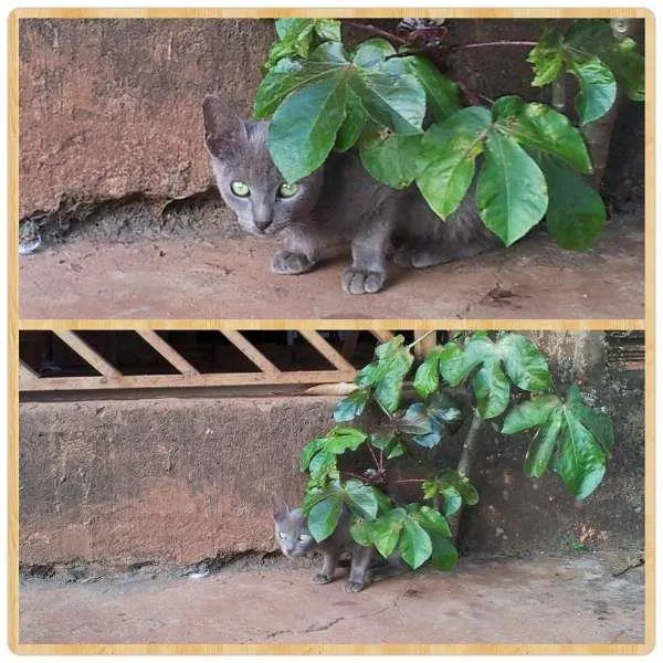Gato ra a SRD idade 2 a 6 meses nome Me adota