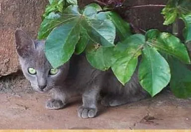 Gato ra a SRD idade 2 a 6 meses nome Me adota