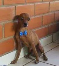 Cachorro ra a Pinscher idade 6 ou mais anos nome Lilo