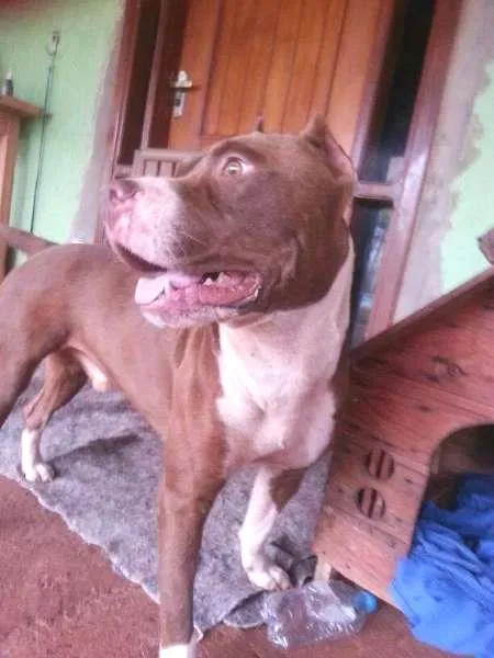 Gato ra a Pit-Bull idade 2 anos nome Pit Bull
