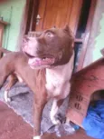 Pit Bull