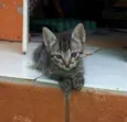 Gatinho