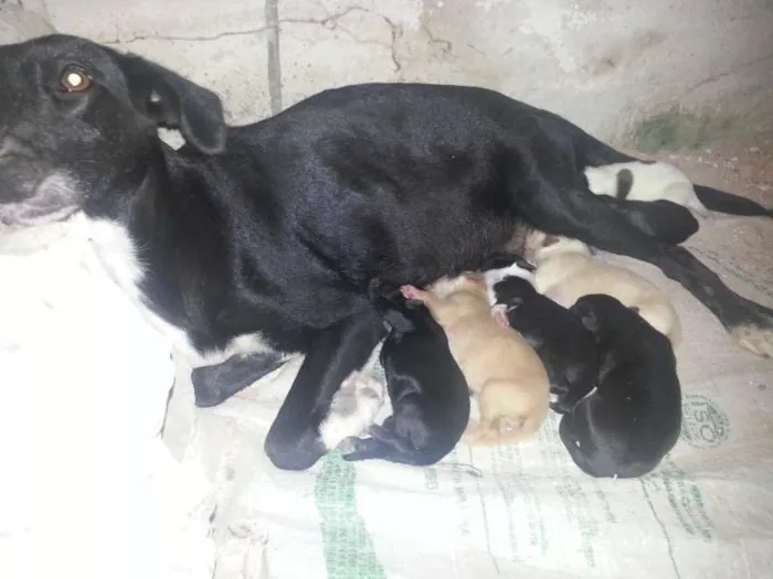 Cachorro raça srd idade 1 ano nome pretinha