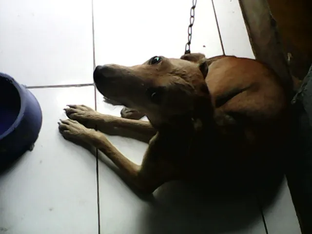 Cachorro raça Mestiço  idade 1 ano nome Seila