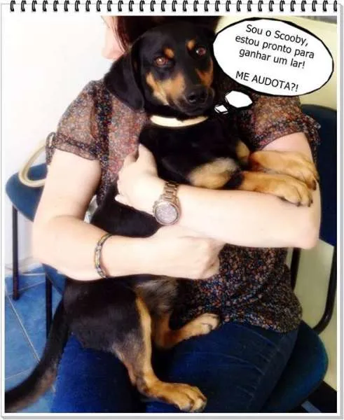 Cachorro ra a Mestiço Dachshund idade 1 ano nome Scooby