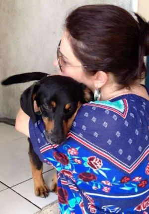 Cachorro raça Mestiço Dachshund idade 1 ano nome Scooby
