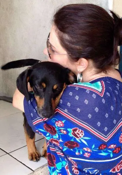 Cachorro ra a Mestiço Dachshund idade 1 ano nome Scooby