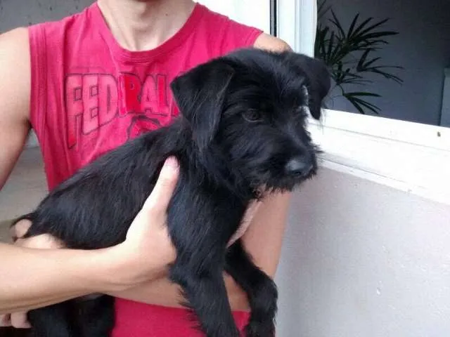 Cachorro ra a Mix Schnauzer idade 2 a 6 meses nome Vida