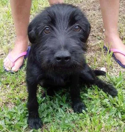 Cachorro ra a Mix Schnauzer idade 2 a 6 meses nome Vida