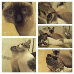 Gato raça SRD idade 2 a 6 meses nome Summer / Safira