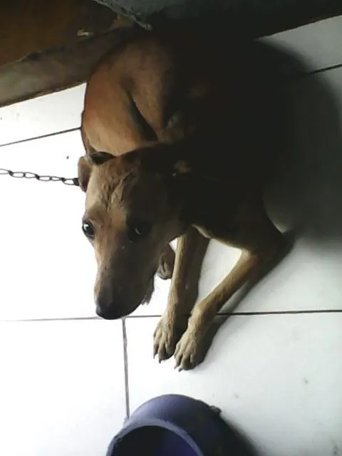 Cachorro raça Mestiço  idade 1 ano nome Seila