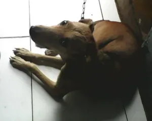 Cachorro raça Mestiço  idade 1 ano nome Seila