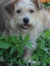Cachorro raça Poodle idade 4 anos nome Mel