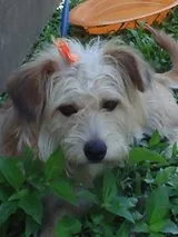 Cachorro raça Poodle idade 4 anos nome Mel
