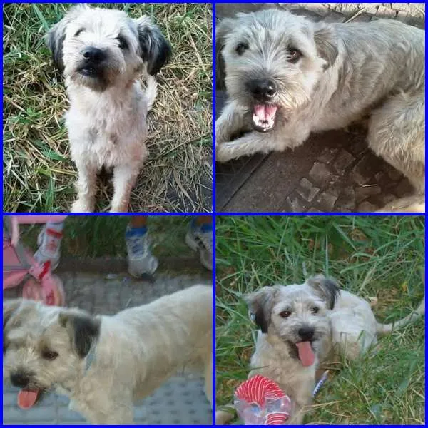 Cachorro ra a SRD idade 2 anos nome KADÚ