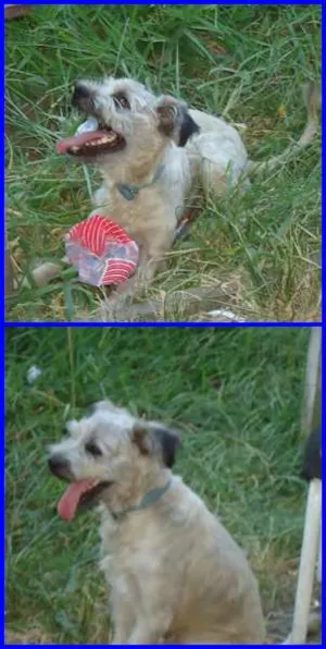 Cachorro raça SRD idade 2 anos nome KADÚ