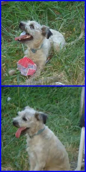 Cachorro ra a SRD idade 2 anos nome KADÚ
