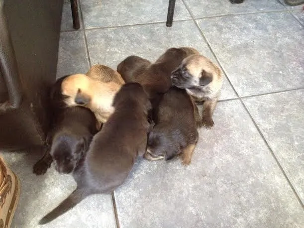 Cachorro ra a SRD idade Abaixo de 2 meses nome Filhotinhos Abandon