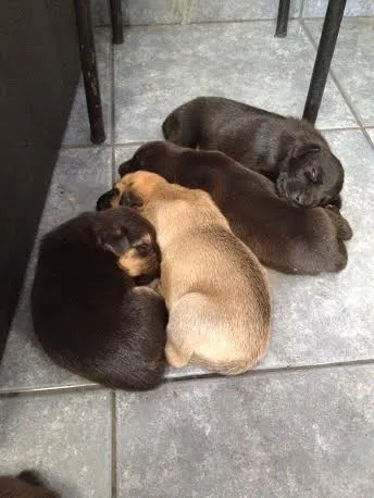 Cachorro ra a SRD idade Abaixo de 2 meses nome Filhotinhos Abandon
