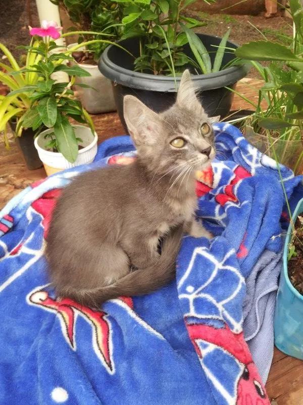 Gato ra a Mix idade 2 a 6 meses nome Bela URGENTE
