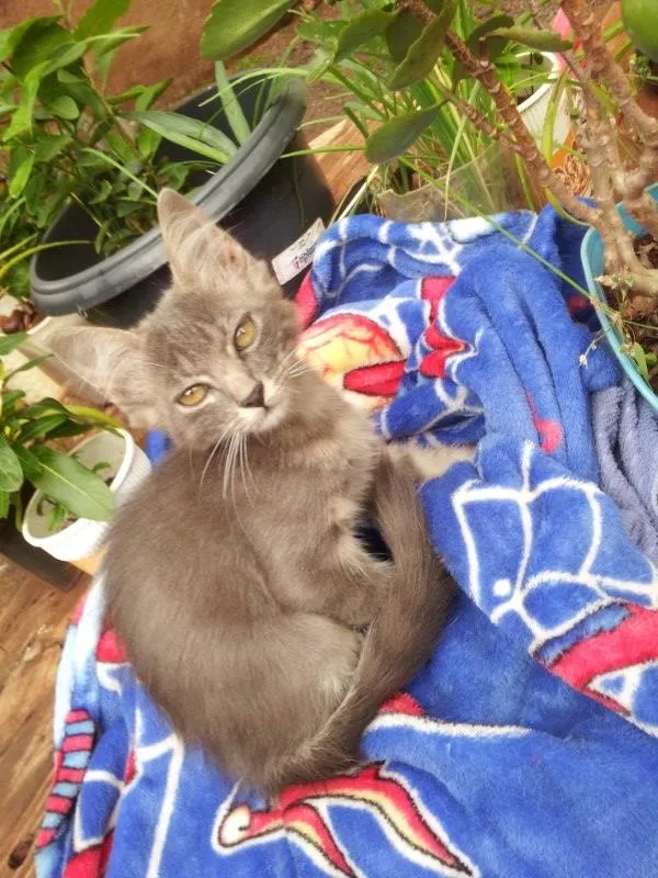 Gato ra a Mix idade 2 a 6 meses nome Bela URGENTE