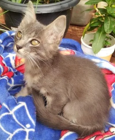 Gato ra a Mix idade 2 a 6 meses nome Bela URGENTE