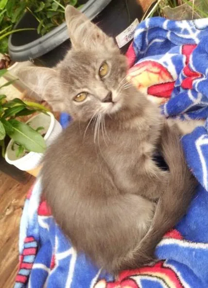 Gato ra a Mix idade 2 a 6 meses nome Bela URGENTE