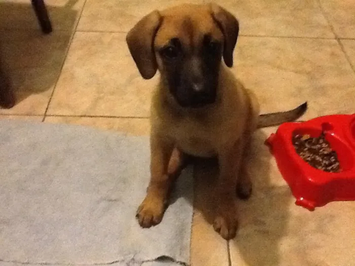 Cachorro ra a Não definida idade 2 a 6 meses nome Amy (temporário)