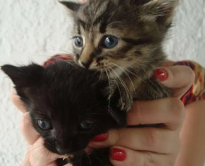 Gato raça  idade Abaixo de 2 meses nome ADOTE!!!