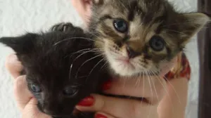Gato raça  idade Abaixo de 2 meses nome ADOTE!!!