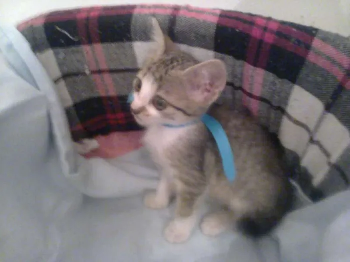 Gato raça SRD idade 2 anos nome Olívia