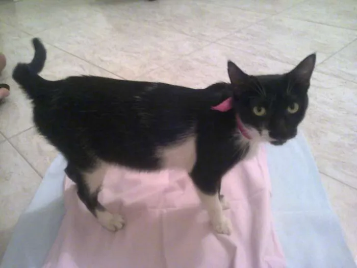 Gato raça SRD idade 2 anos nome Olívia