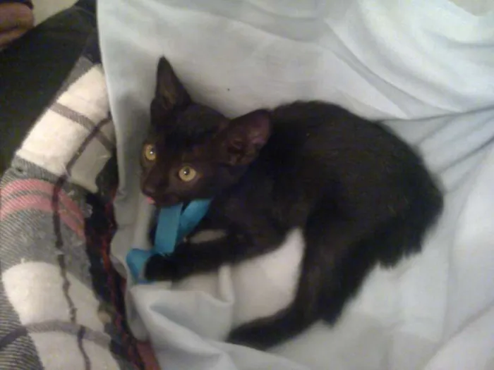 Gato raça SRD idade 2 anos nome Olívia