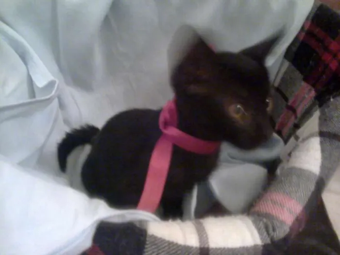Gato raça SRD idade 2 anos nome Olívia