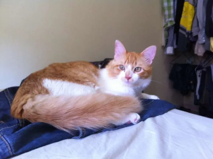 Gato ra a SRD idade 7 a 11 meses nome Arthur