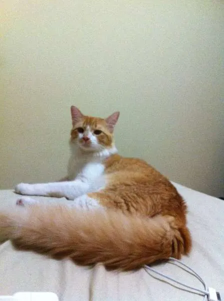 Gato ra a SRD idade 7 a 11 meses nome Arthur