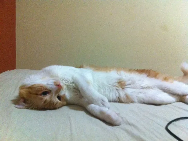 Gato ra a SRD idade 7 a 11 meses nome Arthur