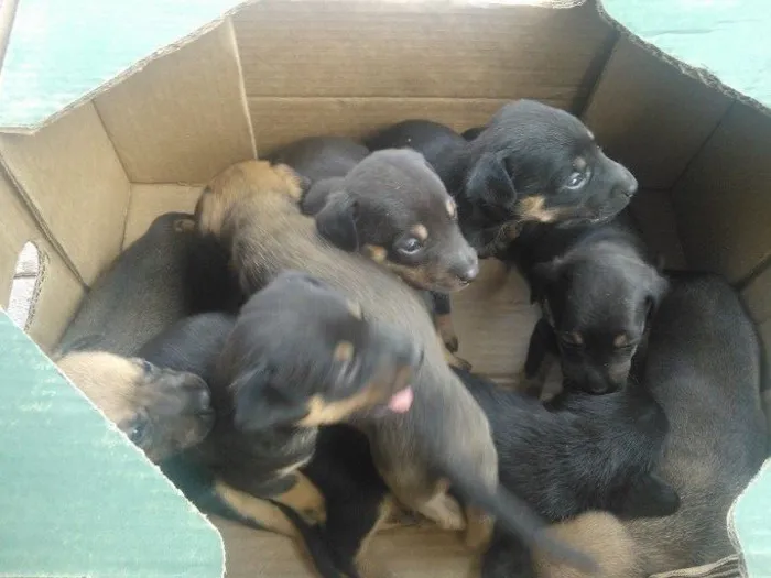 Cachorro ra a SRD idade Abaixo de 2 meses nome filhotes