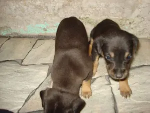 Cachorro raça SRD idade Abaixo de 2 meses nome filhotes