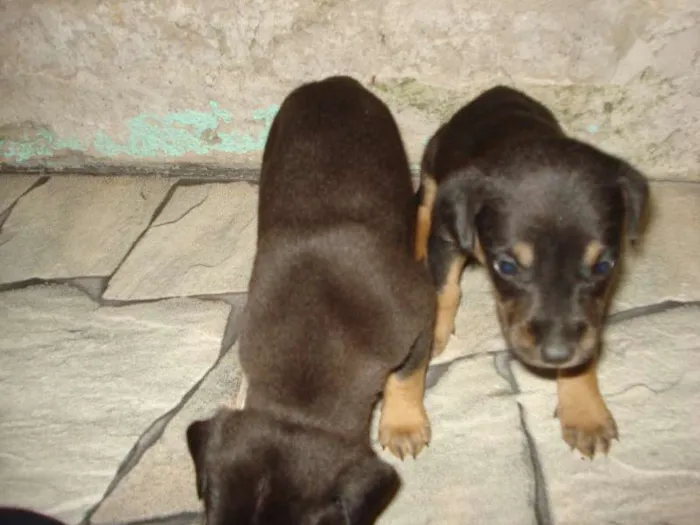 Cachorro ra a SRD idade Abaixo de 2 meses nome filhotes
