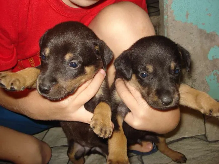 Cachorro ra a SRD idade Abaixo de 2 meses nome filhotes