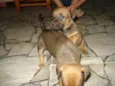 filhotes