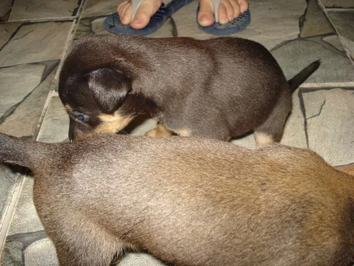 Cachorro ra a SRD idade Abaixo de 2 meses nome filhotes