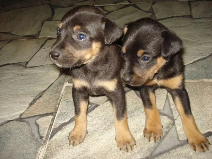 Cachorro ra a SRD idade Abaixo de 2 meses nome filhotes