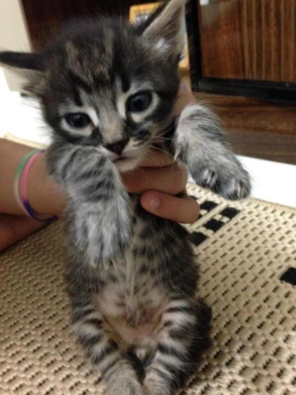 Gato ra a SRD idade Abaixo de 2 meses nome Gatinhas