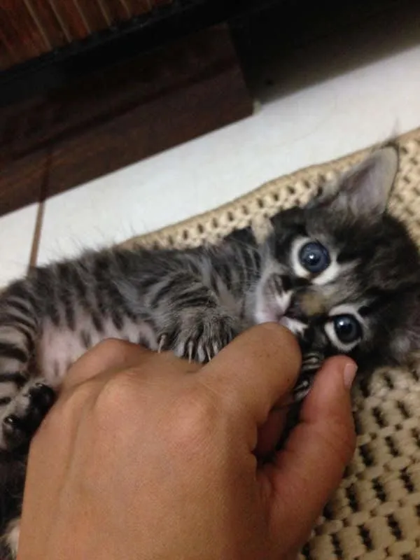 Gato ra a SRD idade Abaixo de 2 meses nome Gatinhas