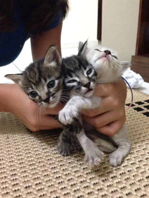 Gato ra a SRD idade Abaixo de 2 meses nome Gatinhas