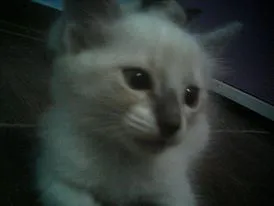 Gato raça DV idade  nome Lindos gatinhos