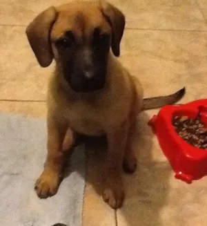 Cachorro raça Não definida idade 2 a 6 meses nome Amy (temporário)