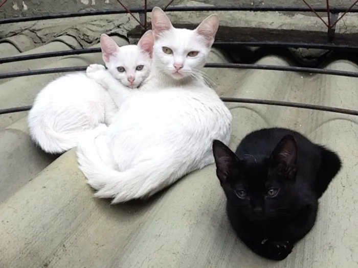 Gato ra a  idade 2 anos nome Mimi